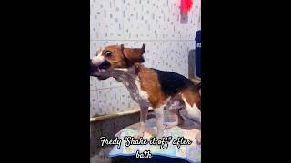 Beagle " Shake it off " after bathing | Fredy the beagle| #Shorts