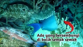 Banyak ikan yang ingin lari dan bersembunyi || Night spearfishing Indonesia