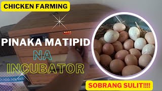 FREE RANGE CHICKEN FARM/WALANG INCUBATOR,NO PROBLEM/BRAHMA CHICK/ITLOG  NG MANOK PIPISAIN NG PABO