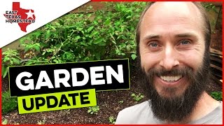 Raised Bed Garden Update on The Homestead | What is Working And What is Not | #EastTexasHomestead