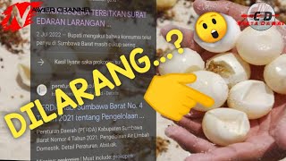 Perdagangan Ilegal Telur Penyu