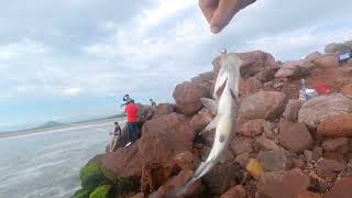 pescando con camarón doa color 🍉