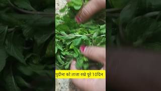 गर्मियों में पुदीने को स्टोर करने का तरीका | How To Store Pudina/Mint Leaves For 10 days #shorts