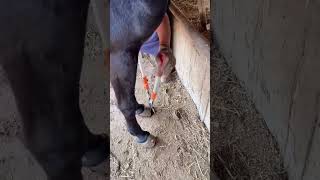 Nail clipping - trimming horseshoe