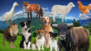 Cute animals and their sounds. Chickens, dogs, cows, sheep, and WILD ANIMALS