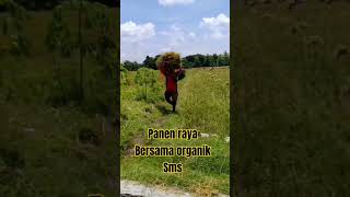 petani sukses panen melimpah #bertani #petani #panenpadi #panenpaditradisional #petanimilenial