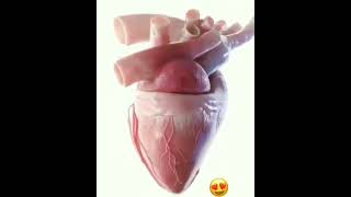 #hart #heartbeat #blood #Rbm babu bicky