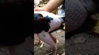 SI UCIL kuda lari proses mabung paksa #ayam #ayamkampung #ayamjalu #ayambangkokindonesia #ayammagon