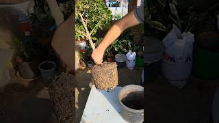 Plant Repotting 123 (Madhukamini)..#shorts #trending #garden #viralvideo