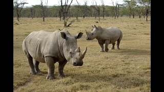 Возвращение Носорогов NAT GEO WILD BBC