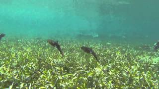 Reef Squid