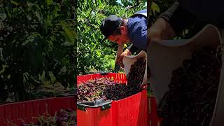 Bittner Singer Orchard Cherry Picking