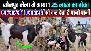 सोनपुर मेला मे आया 1.25 लाख का बोका, एक बार मे 10 बकरियों को कर देता है पानी पानी | Sonpur Mela 2023