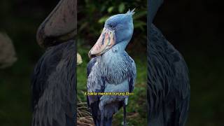 Fakta Menarik Burung Shoebill Stork #shorts #faktamenarik #fakta #hewan #viral #hewanlucu #burung