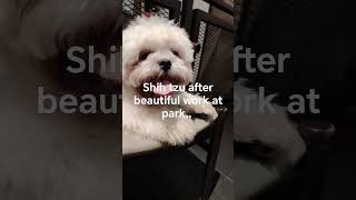 Unique & Rare Shih tzu