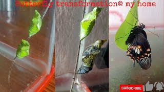 #Nature love Butterfly transformation @ my home #oman #muscat #beautiful