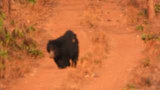 Sloth bear carries baby on her back at Tadoba-March 2023