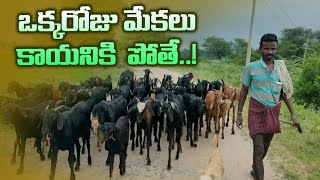 ఒక్కరోజు మేకలు కాయనికి పోతే..|| okka roju mekalu kaayaaniki pothe|| village vlogs ||by raghu cinema