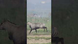 Photographers Narrowly Escape Injury as Nilgai Charges#ytshorts #ytshortsindia #youtubeshorts