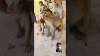 bandar dudh peeta bacha #bandar #monkey #monkeyvideo