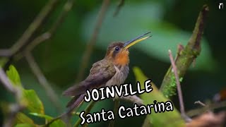 Observação de aves - Expedição Mata Atlântica em Joinville  com o Ornitólogo G.Willrich (Trailer)