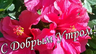 С ДОБРЫМ УТРОМ !🌼Желаю Самого Доброго Солнечного Утра!🌼  Шикарная Музыкальная открытка 🌼