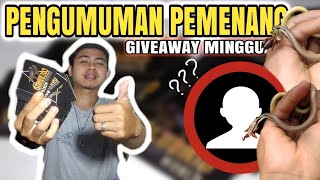 Pengumuman GIVEAWAY MINGGUAN #001 | Colubrid World