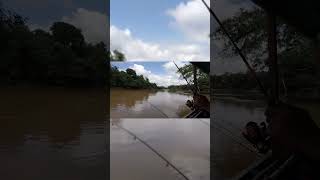 udang galah induk kuning || mancing udang galah