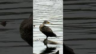 Большой Баклан / Big Cormorant