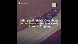 Chilli Pepper Farm in China