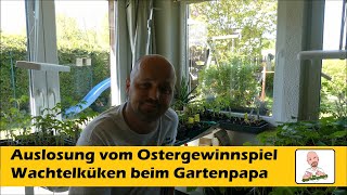 Auslosung vom Ostergewinnspiel / Wachtelküken beim Gartenpapa