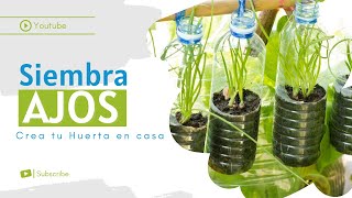 🧴 Cómo CULTIVAR AJOS en la HUERTA paso a paso con MACETAS  🌱  HUERTA CASERA / Siembra de AJO