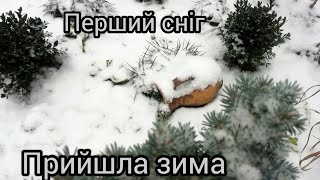 Перший сніг ❄️☃️❄️