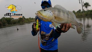 TUCUNARÉ AZUL O MELHOR NA PESCA ESPORTIVA