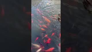 Carps and Ducks West Lake, Hongzhou #shorts