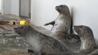 Hungry harbor seals be like: "Feed mah belly!"