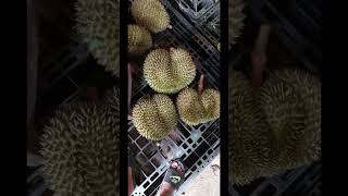 sầu riêng giống mới nha   #durian   #durianfruit #fruitcutting #fruit #saurieng