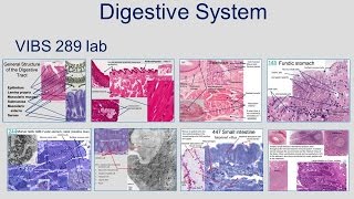 Medical School Histology Basics - Digestive System