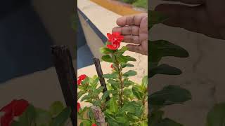 3-yr old Hybrid Nayantara | Periwinkle Vinca flowers | Red with White centre #asmr #garden #shorts