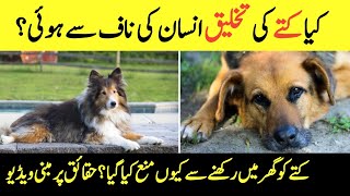 Creation of Dog in Islam || Why Dog Is Forbidden In Muslim House's || Intresting facts about Dogs