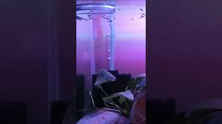 Baby Guppy Aquarium