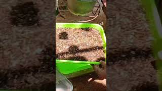 Growing leafy greens in seed sprouter trays #shorts