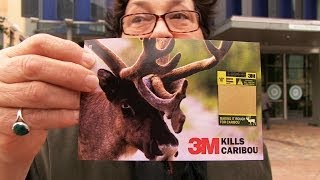 3M Shareholder Meeting Ends in Caribou Bloodshed!