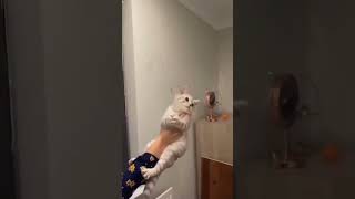 Cat bubbles #cat #subscribe #youtubeshorts #shortvideo #shorts #new