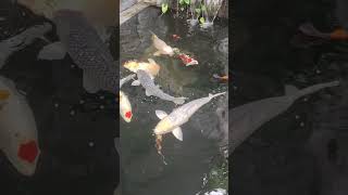 Bibi koi #koi #koifarm #koifish #koipond #fish #fishing #aquarium