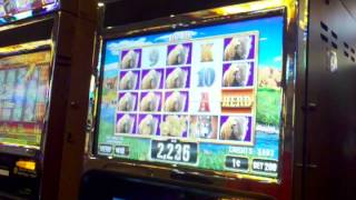 Herd slot machine "herd" line hit ~ Incredible Technologies