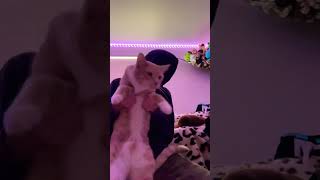 Beanless dance #toothlessdancing  #cat