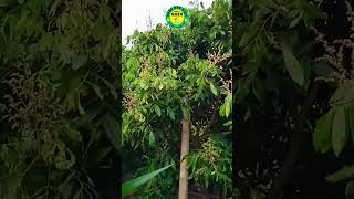 Kebun Cabai Kaliber & Jagung #kebuncabai #cabai #cabairawit #cabaikaliber #kebunjagung #viral