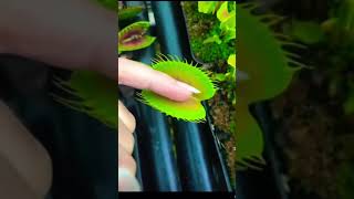 Venus flytrap Trapping human finger | plant vs finger | #shorts #plant #fingerstyle ￼