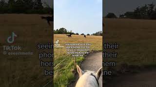 setting my horses free for the hurricane 😢😔🙏 #equestrain #youtube #hurricane #viral #shorts